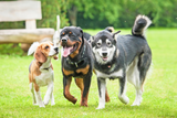 Welche Sozialkontakte braucht ein Hund wirklich?